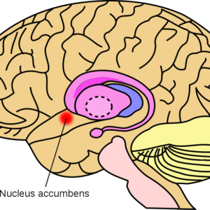 accumbens